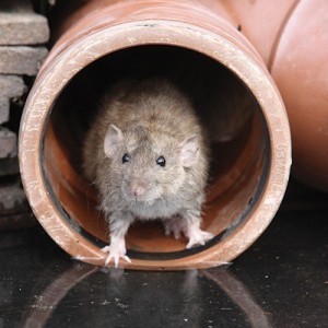 Flexo Rodent Resistant (RRN)